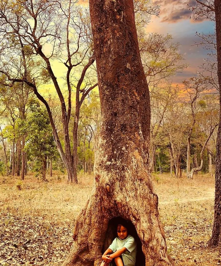Bob Forest Stay Batheri